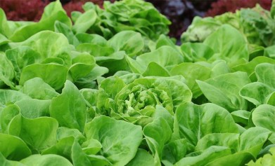 大量元素水溶肥灌溉需要注意哪些事項？