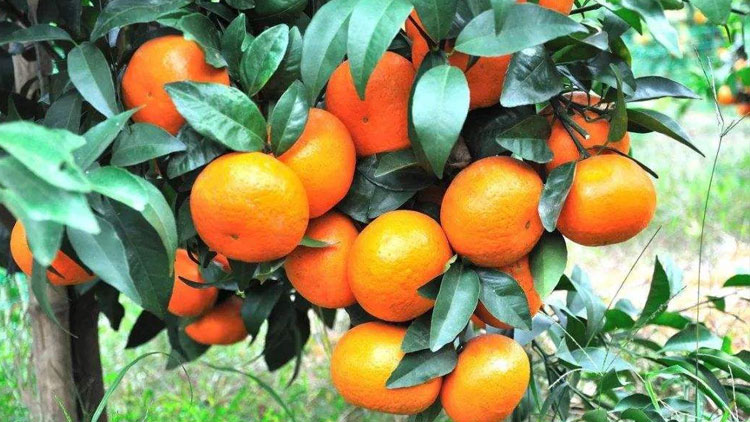 柑橘種植戶增產(chǎn)增收